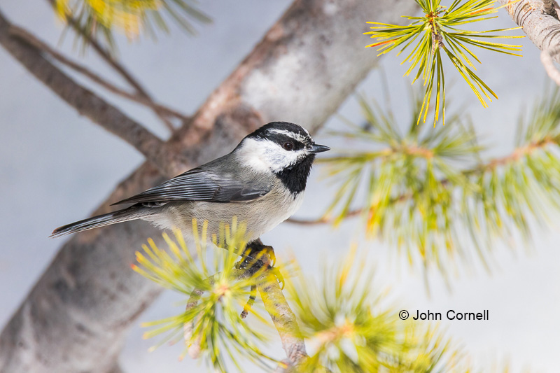Mountain Chickadee;One;Poecile gambeli;avifauna;bird;birds;color image;color photograph;feather;feathered;feathers;natural;nature;outdoor;outdoors;wild;wilderness;wildlife